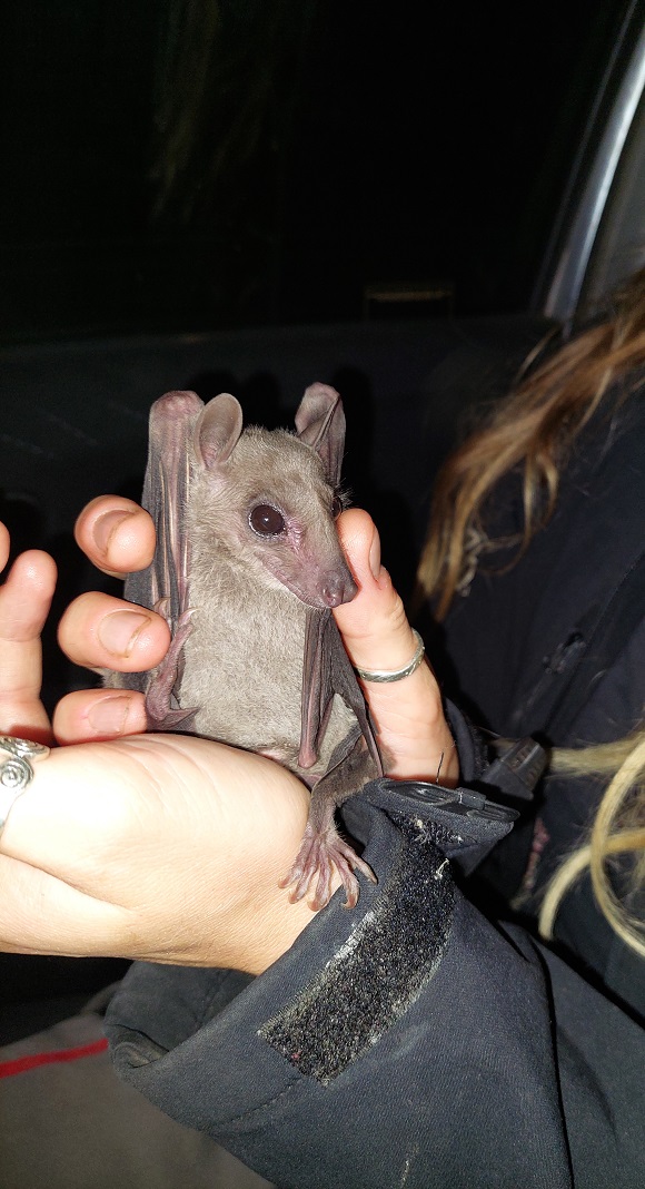 Fourth Cyprus Autumn Bird Protection Camp Report 2022